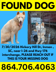 Found/Stray Female Dog last seen I-26 and Hwy 176, Inman, SC, Spartanburg County, SC 29349