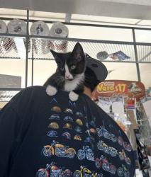 Reunited Female Cat last seen Near E Oakland Ave, Johnson City, TN 37601