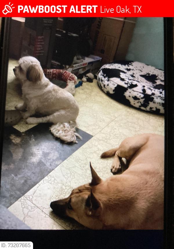 Lost Female Dog last seen Far West Drive, Live Oak, TX 78233