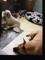 Lost Female Dog last seen Far West Drive, Live Oak, TX 78233