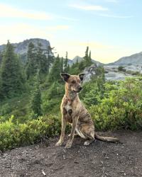 Reunited Female Dog last seen Near se 37th street, Bellevue, WA 98006
