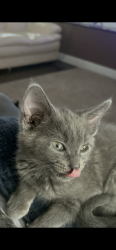 Lost Female Cat last seen Pennsylvania Av, Elizabeth NJ, Elizabeth, NJ 07201