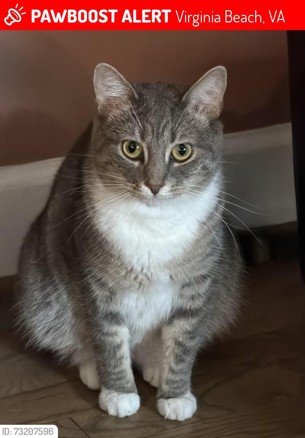 Lost Female Cat last seen last seen going outside, at dusk, after she finished eating dinner-@ 1421 Alanton Drive, Virginia Beach, VA 23454