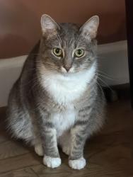 Lost Female Cat last seen last seen going outside, at dusk, after she finished eating dinner-@ 1421 Alanton Drive, Virginia Beach, VA 23454