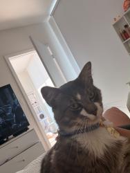 Lost Male Cat last seen Near sunset (72nd) sw and 149th ave, Miami, FL 33193