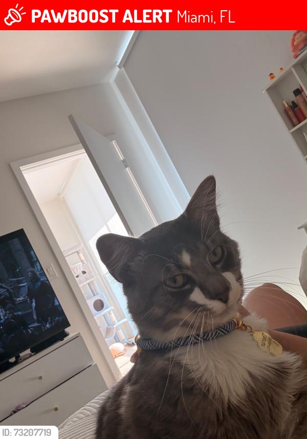 Lost Male Cat last seen Near sunset (72nd) sw and 149th ave, Miami, FL 33193