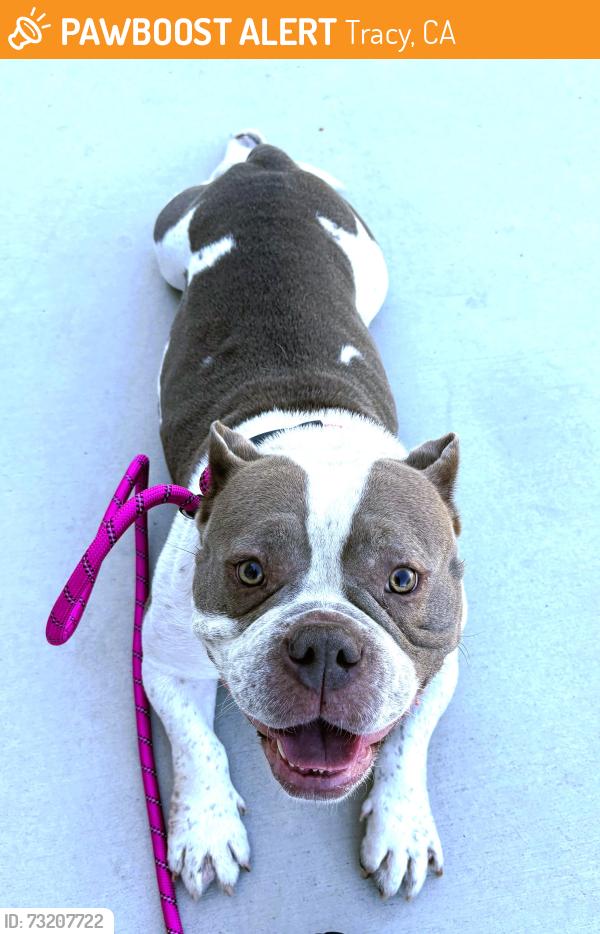 Found/Stray Female Dog last seen mcdonalds on s tracy blvd, Tracy, CA 95377