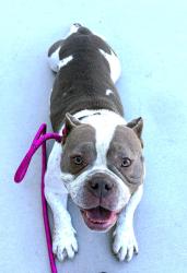 Found/Stray Female Dog last seen mcdonalds on s tracy blvd, Tracy, CA 95377