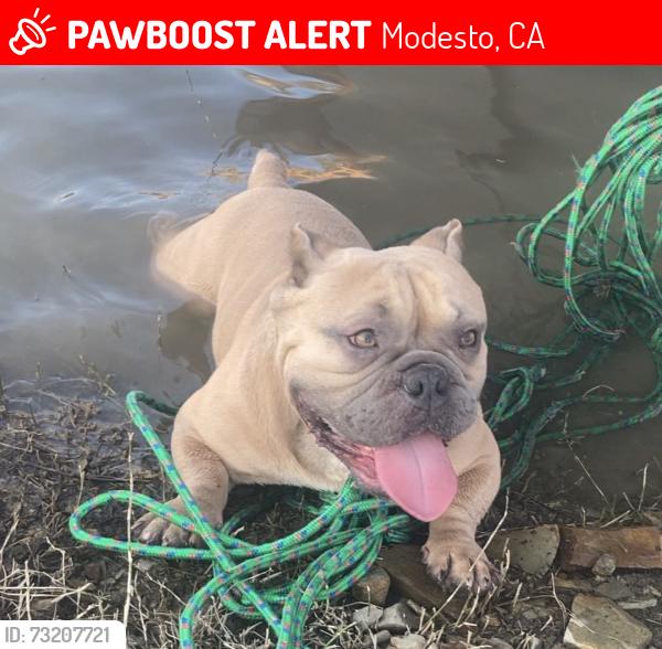 Lost Male Dog last seen Modesto DMV, Modesto, CA 95354