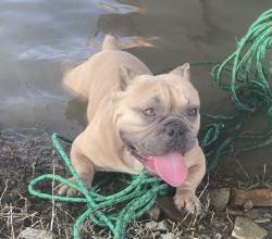 Lost Male Dog last seen Modesto DMV, Modesto, CA 95354