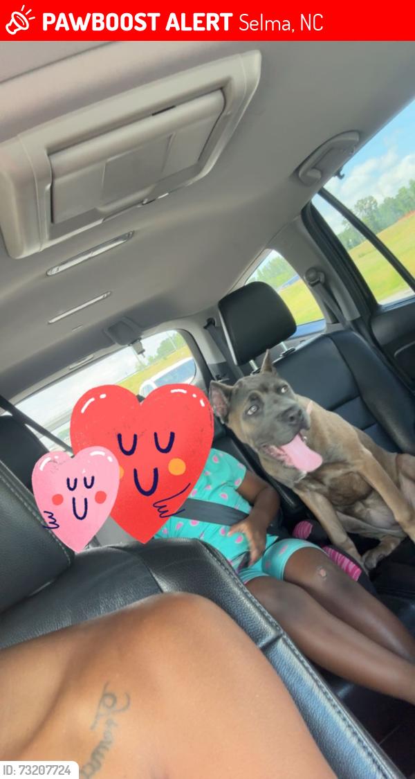 Lost Female Dog last seen W jones ave, Selma, NC 27576