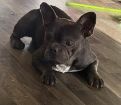 Lost Male Dog last seen Modesto DMV, Modesto, CA 95354