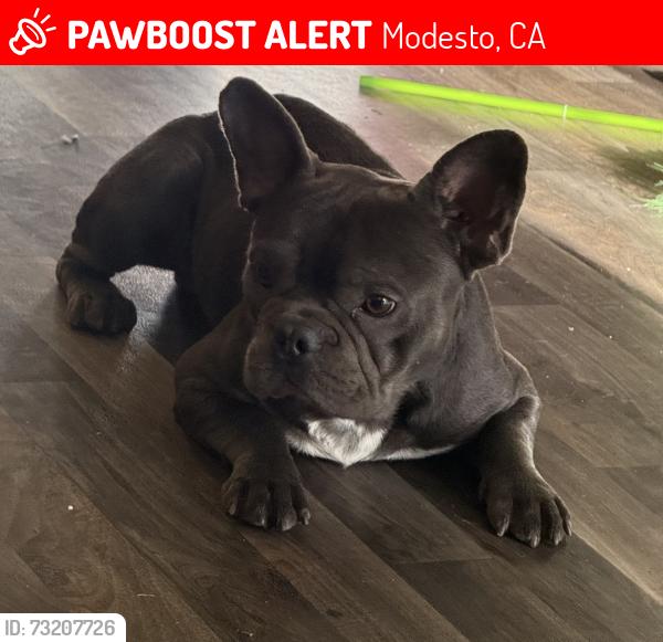 Lost Male Dog last seen Modesto DMV, Modesto, CA 95354