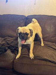 Reunited Female Dog last seen Basic st and Magnesium St, Henderson, NV 89015