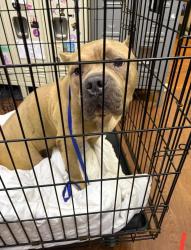 Found/Stray Male Dog last seen Fudge Rd & W Orange Blossom Trail, Apopka, FL 32712