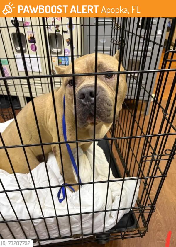 Found/Stray Male Dog last seen Fudge Rd & W Orange Blossom Trail, Apopka, FL 32712