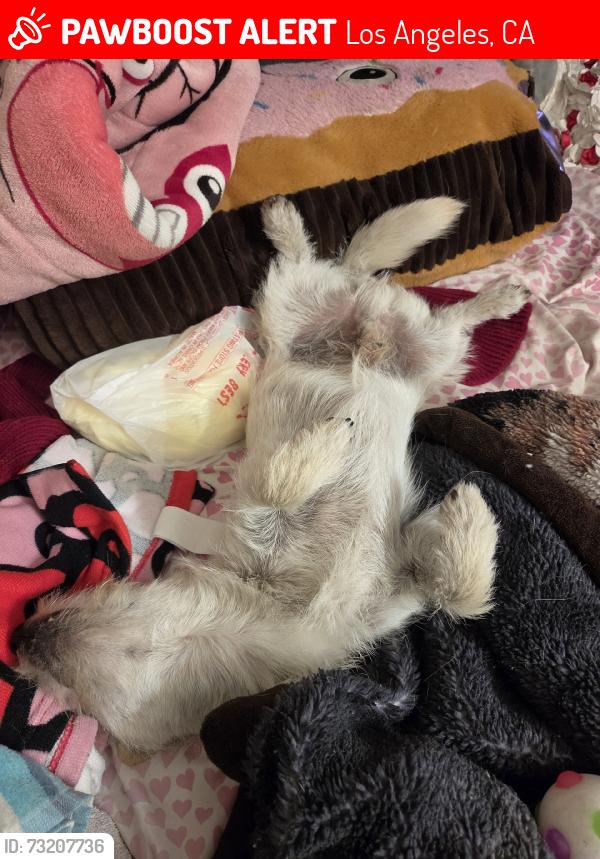 Lost Male Dog last seen Ross Snyder park, Los Angeles, CA 90011