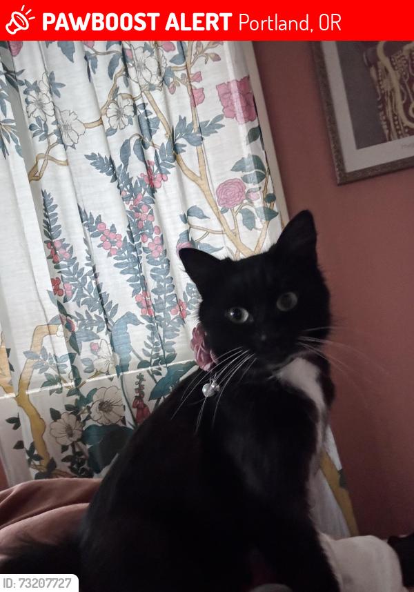 Lost Female Cat last seen 105th Ave near Mt Scott blvd and Lexington st. We are close to the Lincoln cemetery, Portland, OR 97266