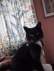 Lost Female Cat last seen 105th Ave near Mt Scott blvd and Lexington st. We are close to the Lincoln cemetery, Portland, OR 97266