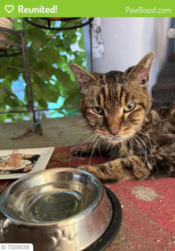 Reunited Male Cat last seen Near NE 80th Ave, Portland, OR 97213, USA, Portland, OR 97213