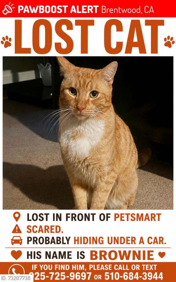 Lost Male Cat last seen lost in front of pet smart, Brentwood, CA 94513