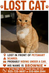 Lost Male Cat last seen lost in front of pet smart, Brentwood, CA 94513