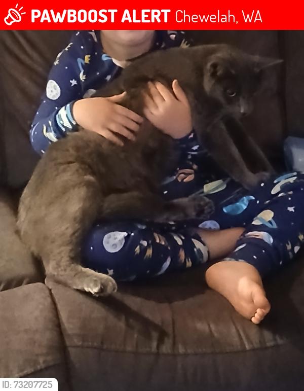 Lost Male Cat last seen South of Pinebrook in Chewelah, WA, Chewelah, WA 99109