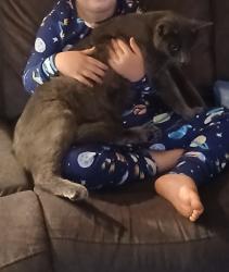 Lost Male Cat last seen South of Pinebrook in Chewelah, WA, Chewelah, WA 99109
