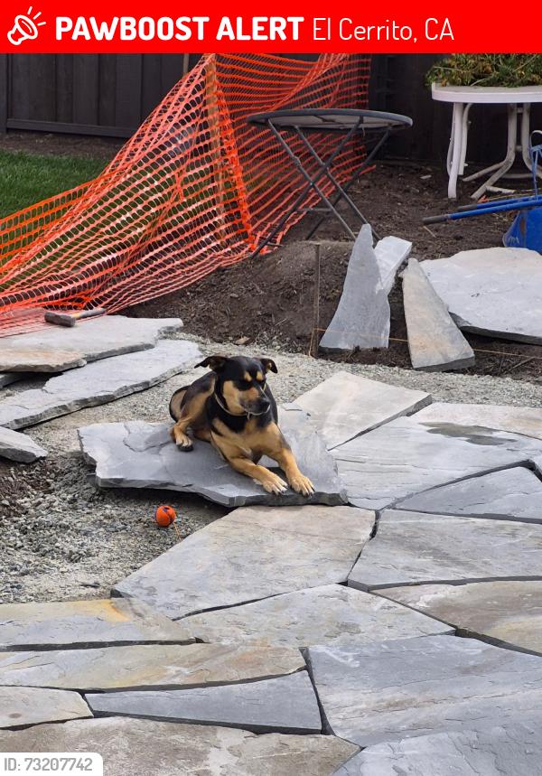 Lost Female Dog last seen Near Richmond St, El Cerrito, CA 94530