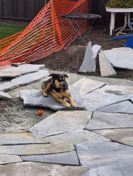 Lost Female Dog last seen Near Richmond St, El Cerrito, CA 94530