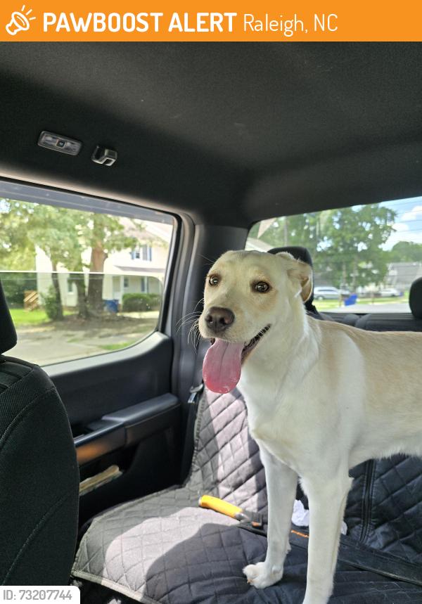 Found/Stray Female Dog last seen Perry Creek, Raleigh, NC 27616