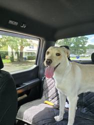 Found/Stray Female Dog last seen Perry Creek, Raleigh, NC 27616