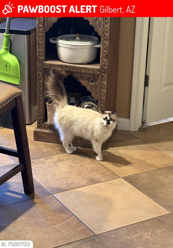 Lost Female Cat last seen South Seville Blvd @ Treviso 2 entrance, Gilbert, AZ 85298