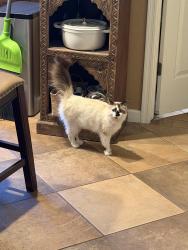 Lost Female Cat last seen South Seville Blvd @ Treviso 2 entrance, Gilbert, AZ 85298