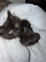 Lost Male Cat last seen Cedar terrace apmts, Hendersonville, NC 28792
