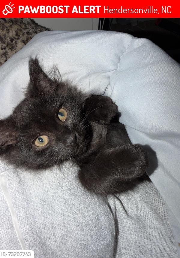 Lost Male Cat last seen Cedar terrace apmts, Hendersonville, NC 28792