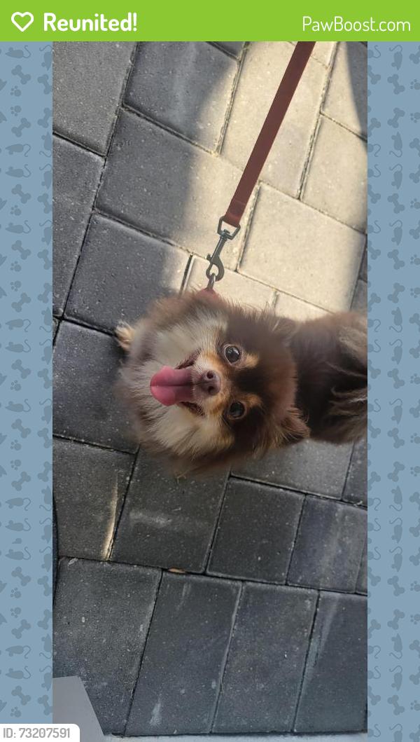 Reunited Female Dog last seen Burnt Store NW Cape Coral, Cape Coral, FL 33991