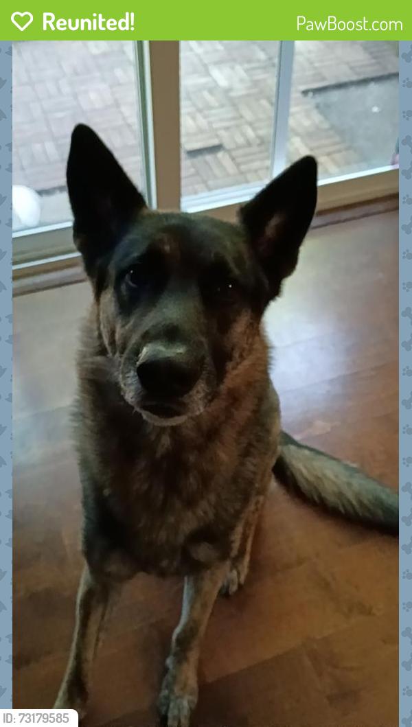 Reunited Male Dog last seen 122nd and Stark, Portland, OR 97216