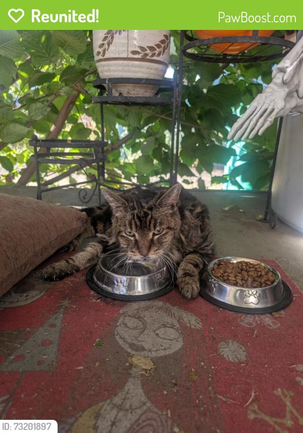 Reunited Unknown Cat last seen between Burnside and Glisan around 80th, Portland, OR 97213