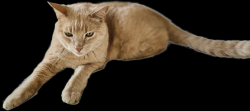 Lost Male Cat last seen Four Seasons Hemet, Hemet, CA 92545