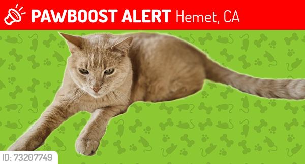 Lost Male Cat last seen Four Seasons Hemet, Hemet, CA 92545