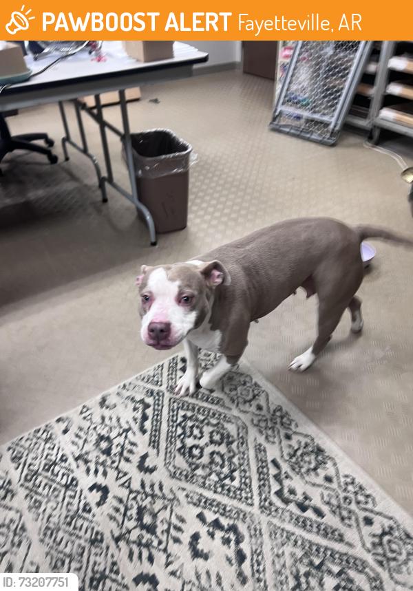 Found/Stray Female Dog last seen University of Arkansas Musuem, Fayetteville, AR 72704