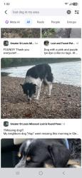 Lost Male Dog last seen By Glencoe Train station off of Old State Rd in Glencoe or Wildwood, Wildwood, MO 63038