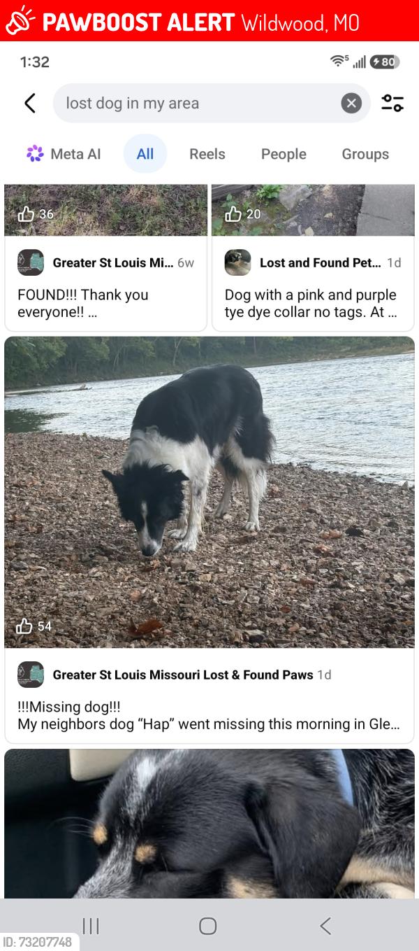 Lost Male Dog last seen By Glencoe Train station off of Old State Rd in Glencoe or Wildwood, Wildwood, MO 63038
