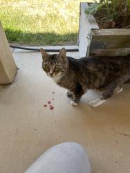 Found/Stray Male Cat last seen Cavitt stallman, Granite Bay, CA 95746