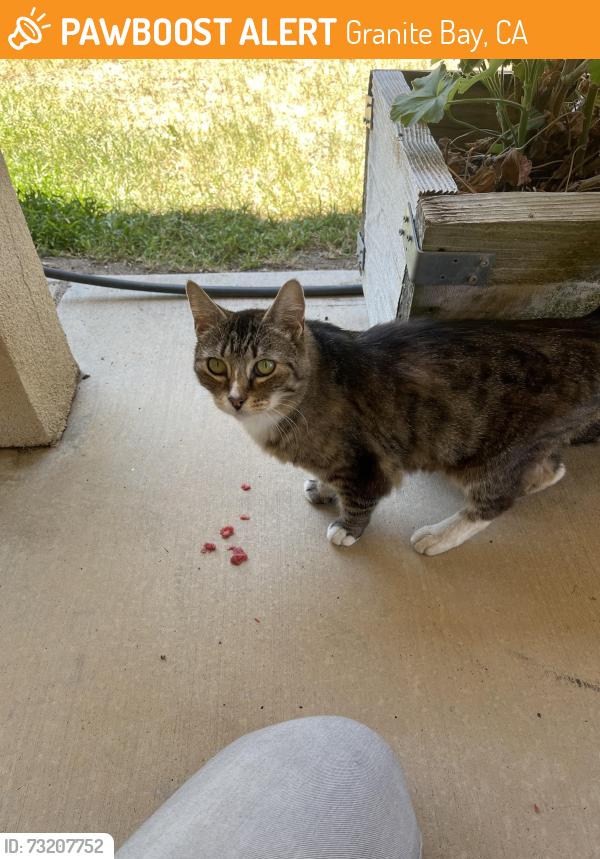 Found/Stray Male Cat last seen Cavitt stallman, Granite Bay, CA 95746