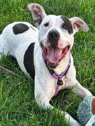 Shelter Stray Female Dog last seen Near BLOCK BRISCOE LN, 3528 Newburg Rd, Louisville, KY 40218, USA
