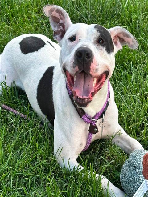 Shelter Stray Female Dog last seen Near BLOCK BRISCOE LN, 3528 Newburg Rd, Louisville, KY 40218, USA