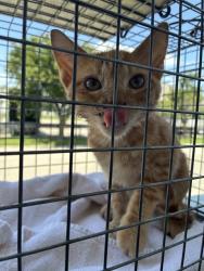 Shelter Stray Male Cat last seen Near BLOCK HOWARD ST, 3528 Newburg Rd, Louisville, KY 40218, USA