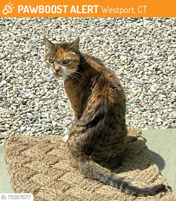 Found/Stray Unknown Cat last seen Saugatuck area, Westport, CT 06880